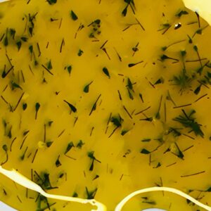 Floral Glass – Builder Gel Golden Daisy 01 – 30g